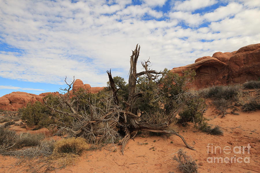 Desert Tree and Red Rocks II Photograph by Mary Haber