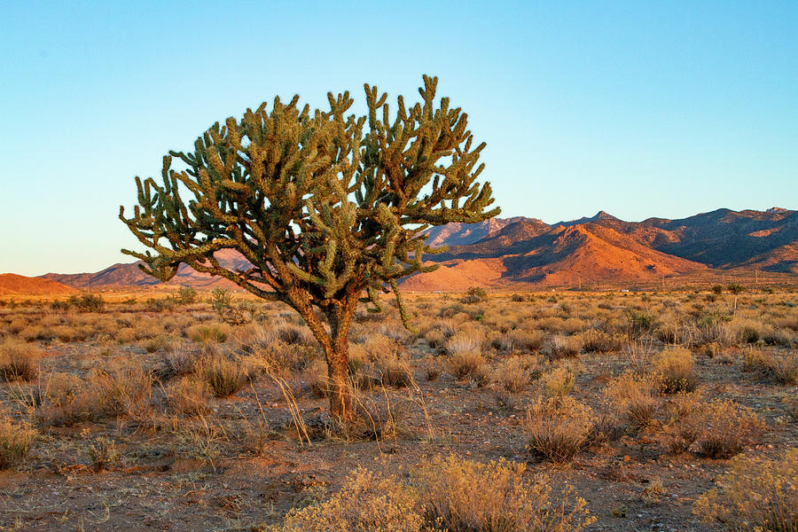 Desert Tree at Sunset Hour Photograph by Bonnie Follett