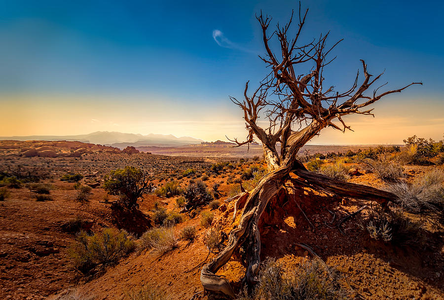 Arches National Park Photograph - Desert Tree by Dave Koch