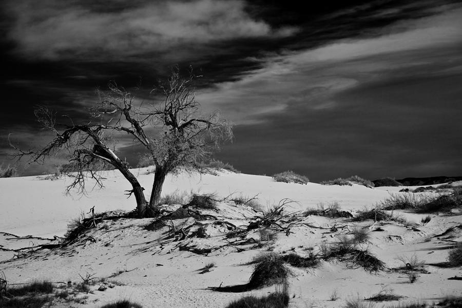 desert tree in White Sands bw Photograph by Ralf Kaiser