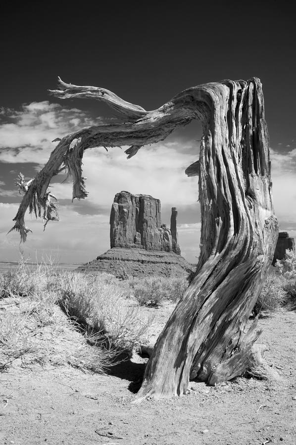 Desert Tree Photograph by Mike Irwin