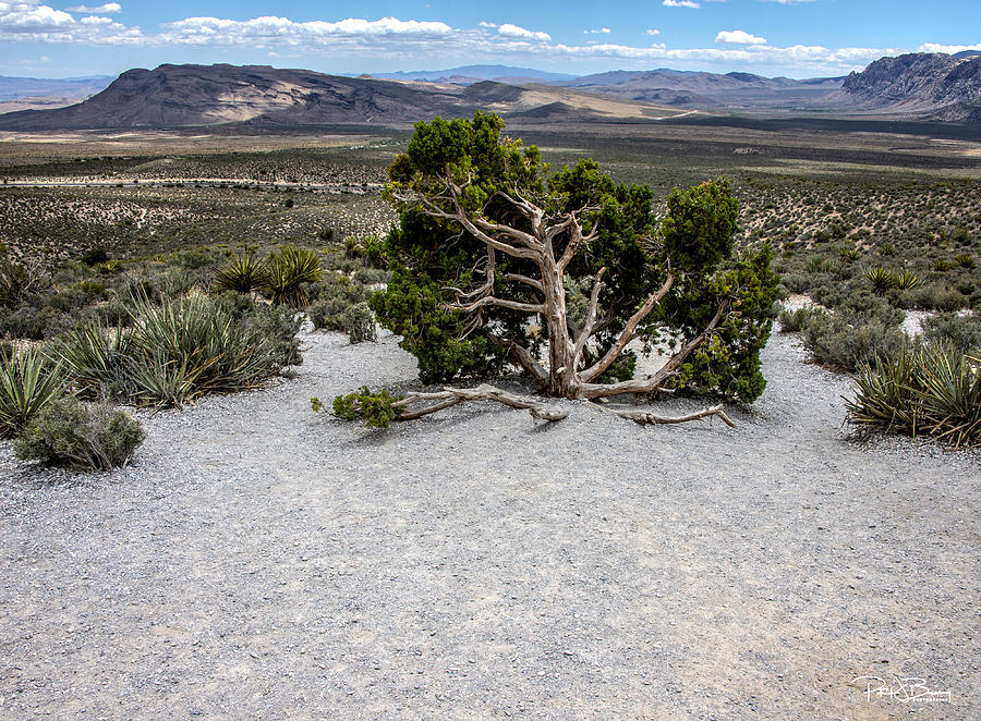 Desert Tree Photograph by Patrick Boening