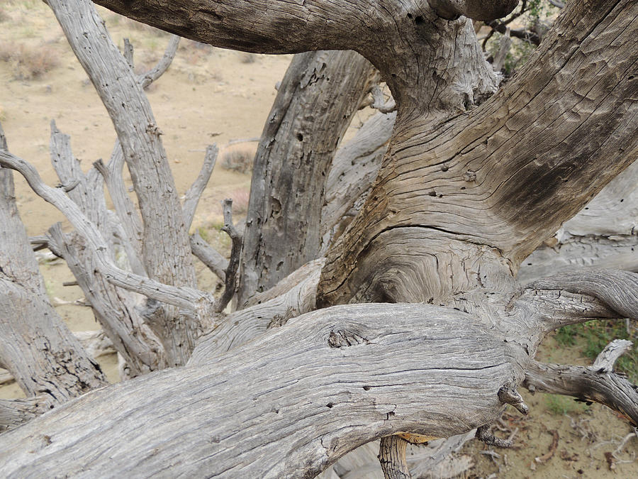 Desert Tree Study Photograph by Andrew Chambers