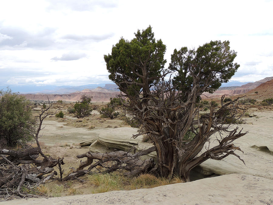 Desert Tree Study Utah Photograph by Andrew Chambers