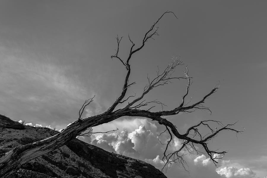 Desert Tree with Clouds Photograph by Joseph Smith