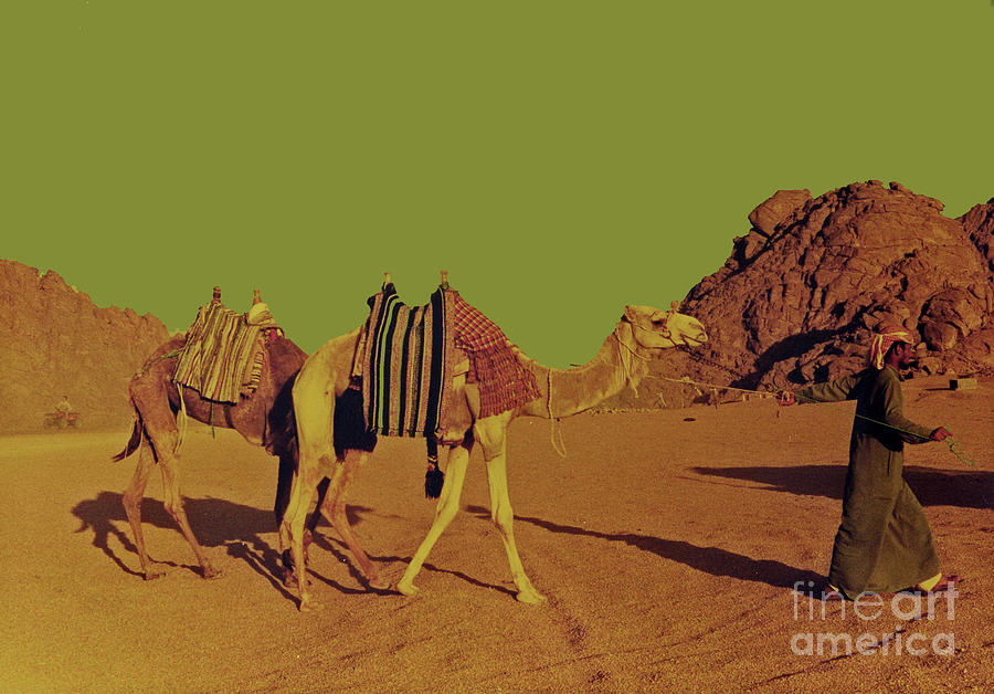 Camel Photograph - Desert Trek by Elizabeth Hoskinson