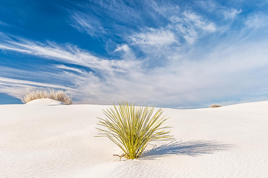 Desert Trio - White Sands National Monument Photograph Photograph by Duane Miller