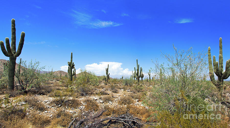 Desert View Photograph by Bob Hislop