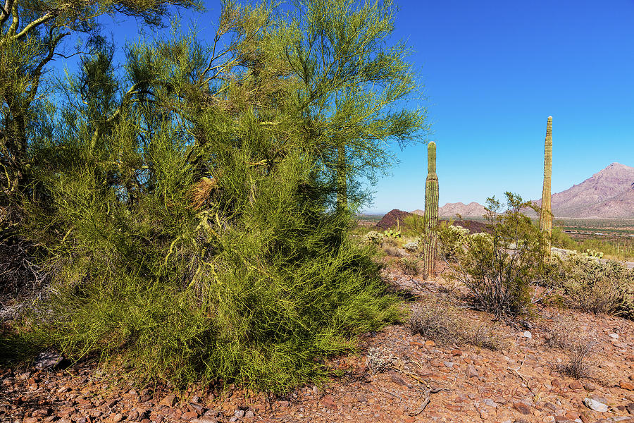 Desert View Photograph by Ed Peterson