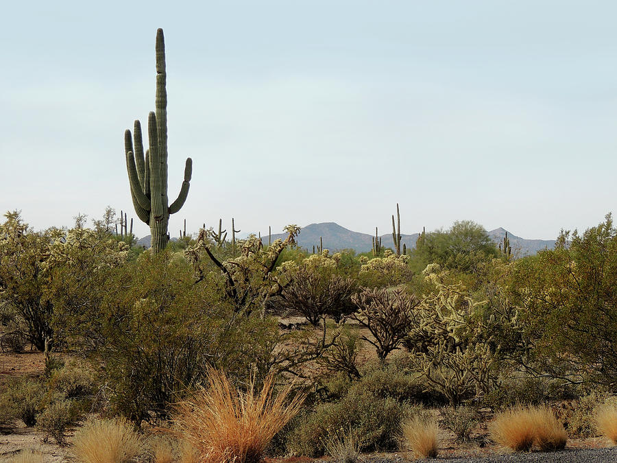 Desert View Photograph by Gordon Beck