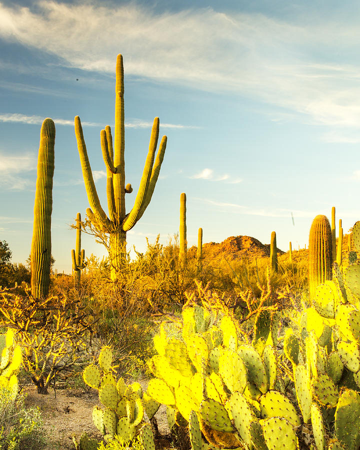 Cactus Photograph - Desert View by Matt Cohen Cactus Photograph - Desert View by Matt Cohen