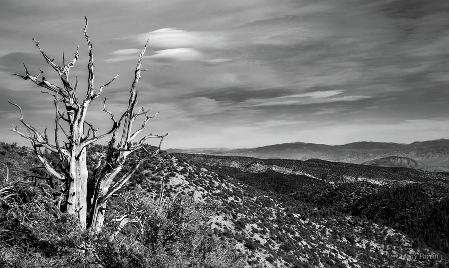 Desert Views Photograph by Jody Partin