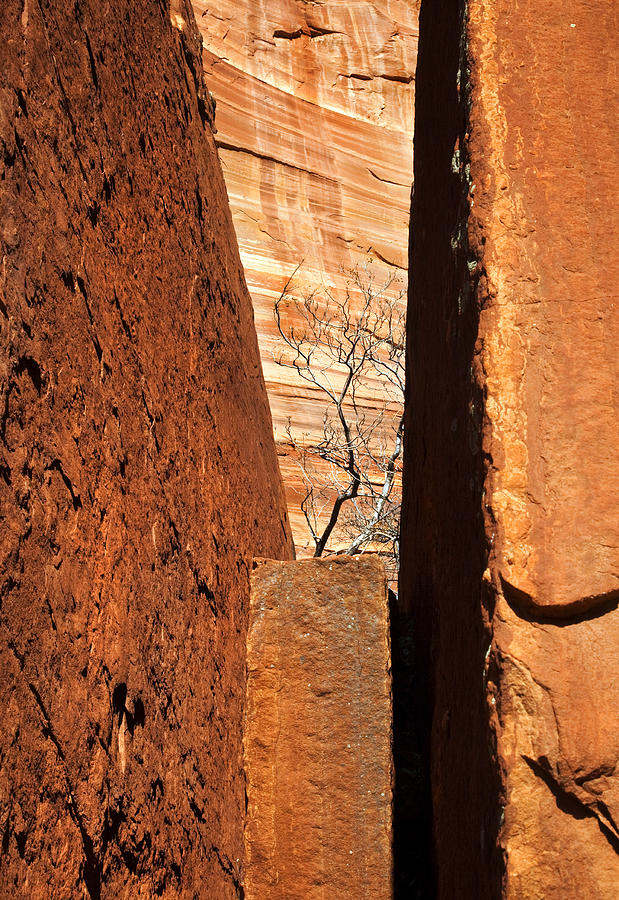Tree Photograph - Desert Vise by Michael Dawson
