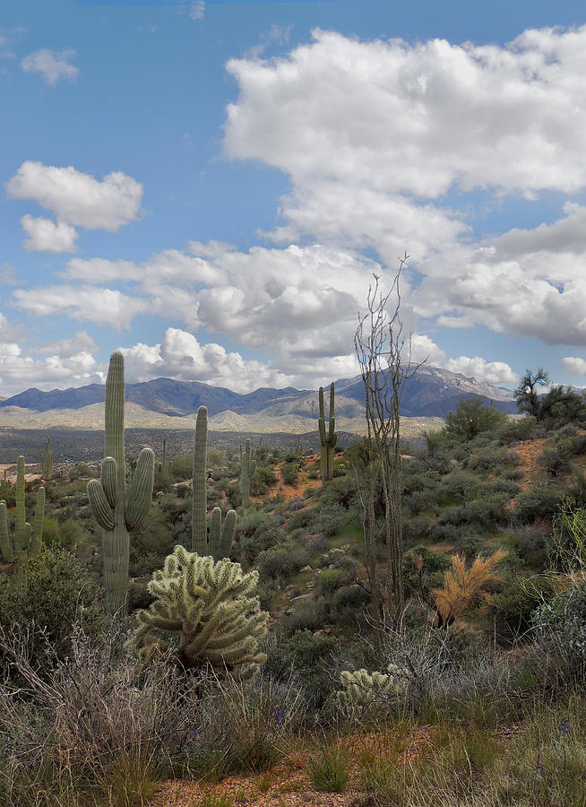 Desert Vista Photograph by Gordon Beck