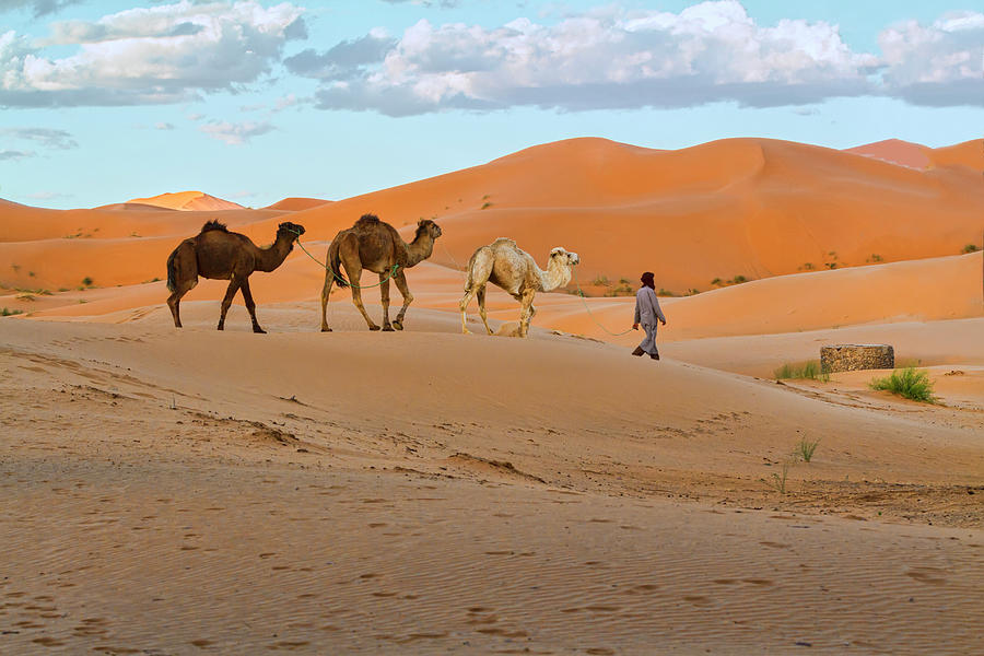 Desert Walk Photograph by Lindley Johnson - Fine Art America