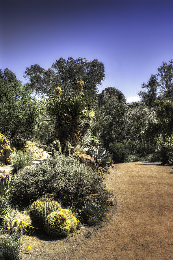 Desert Walkway by Lynn Geoffroy Desert Walkway by Lynn Geoffroy