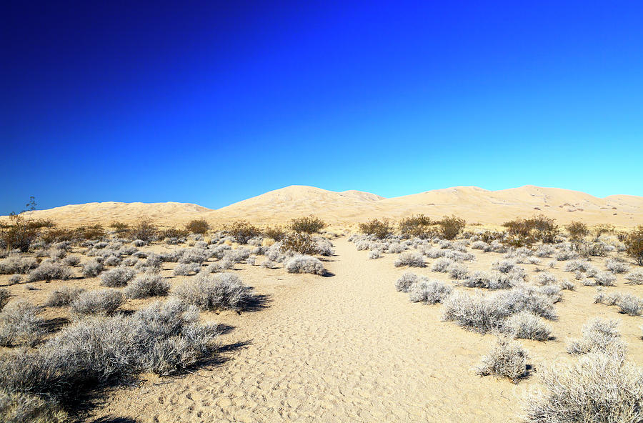 Desert Welcome at Mojave National Preserve Photograph by John Rizzuto