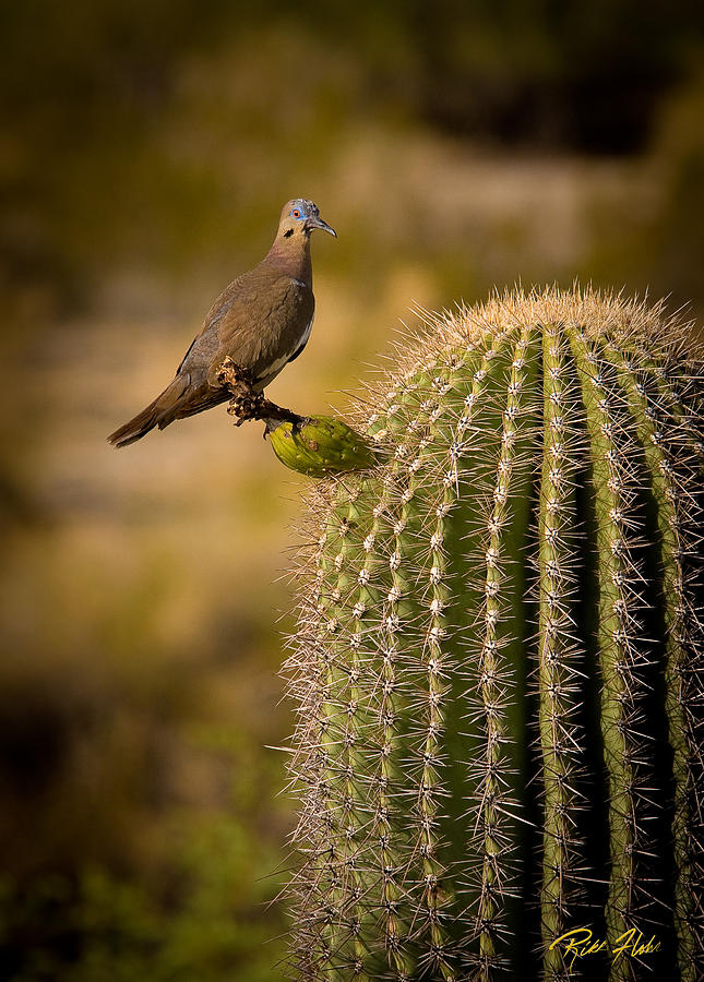 Desert White Winged-Dove  Photograph by Rikk Flohr