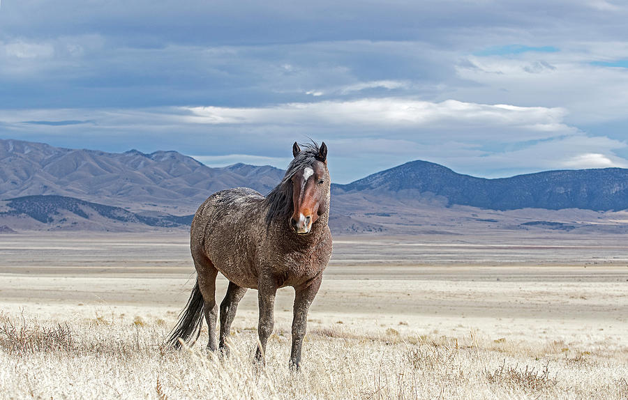 Desert Wild Horse Photograph by Scott Read