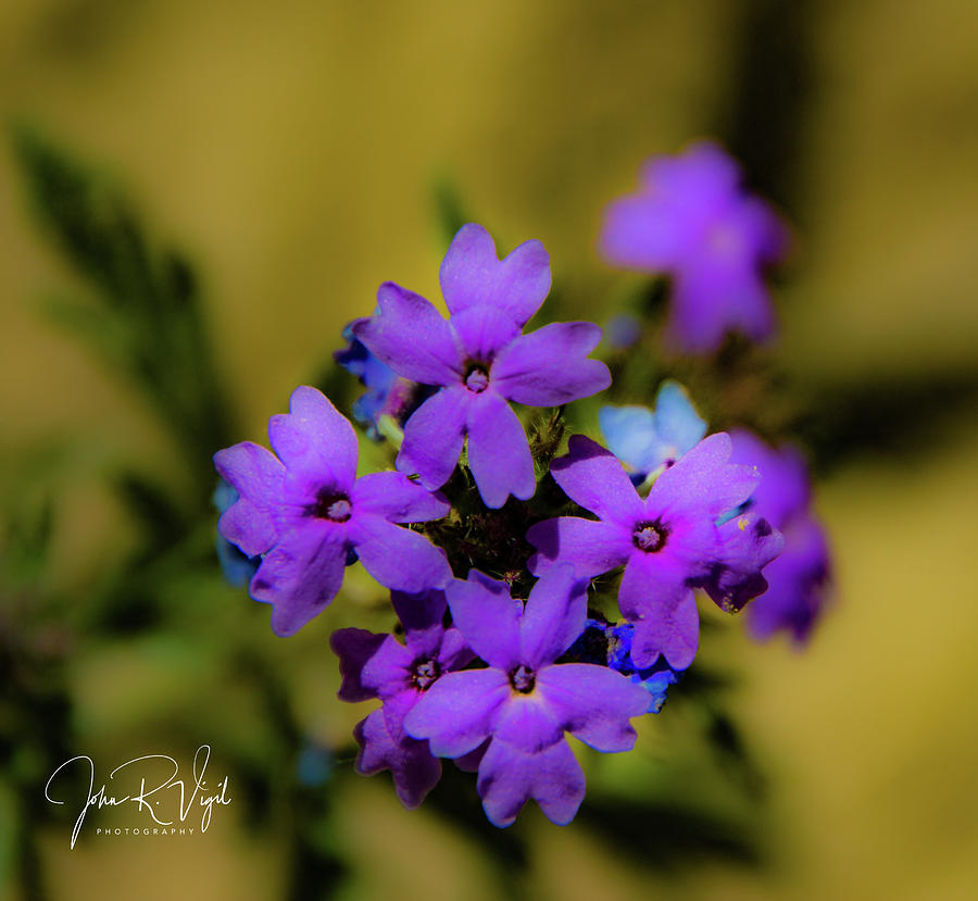 Flower Photograph - Desert Wildflower by John Vigil