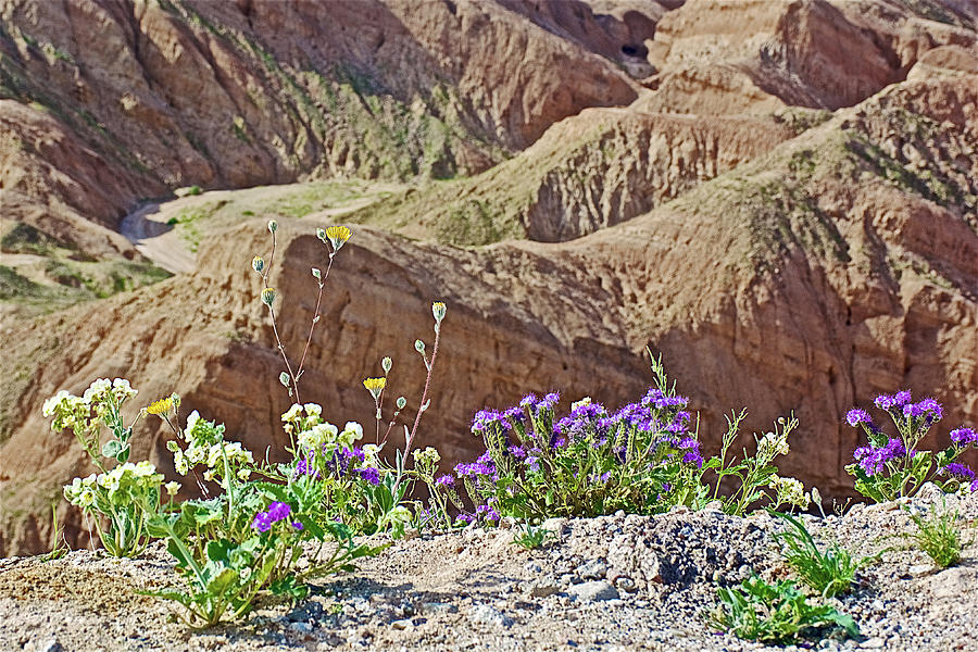 Desert Wildflowers in Badlands of Anza-Borrego State Park-California  Photograph by Ruth Hager