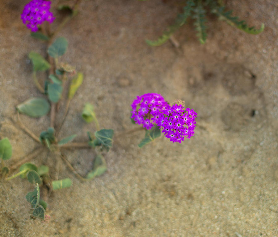 Desert wildflowers Photograph by Kunal Mehra