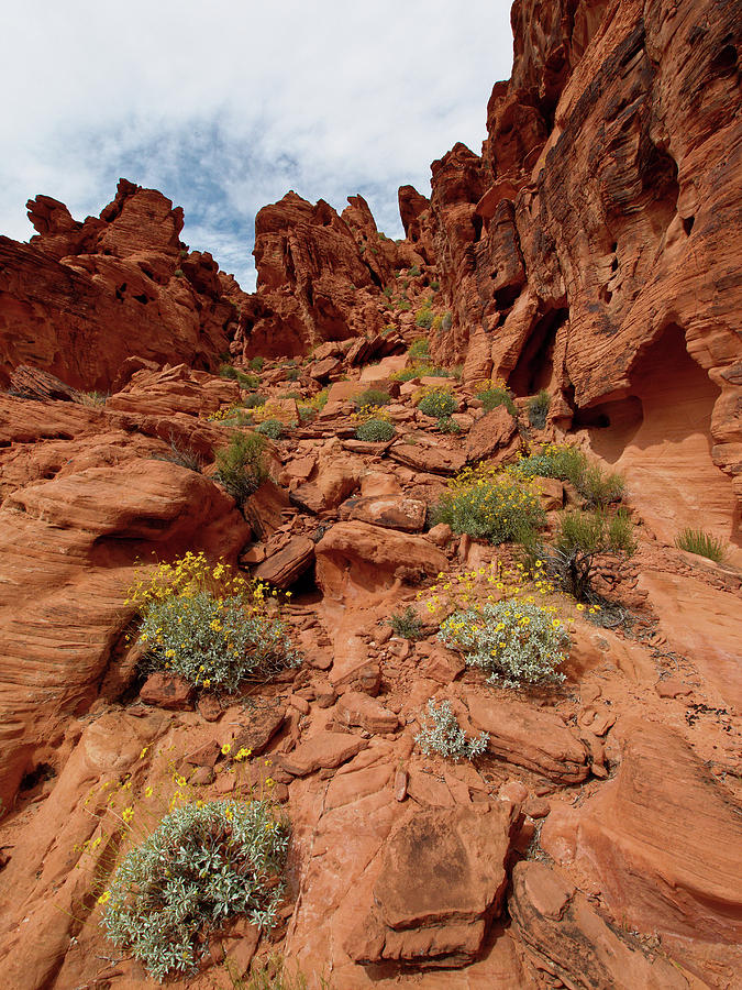 Desert Wildflowers Natural Garden And Red Rocks Nevada Photograph By Scott Leslie
