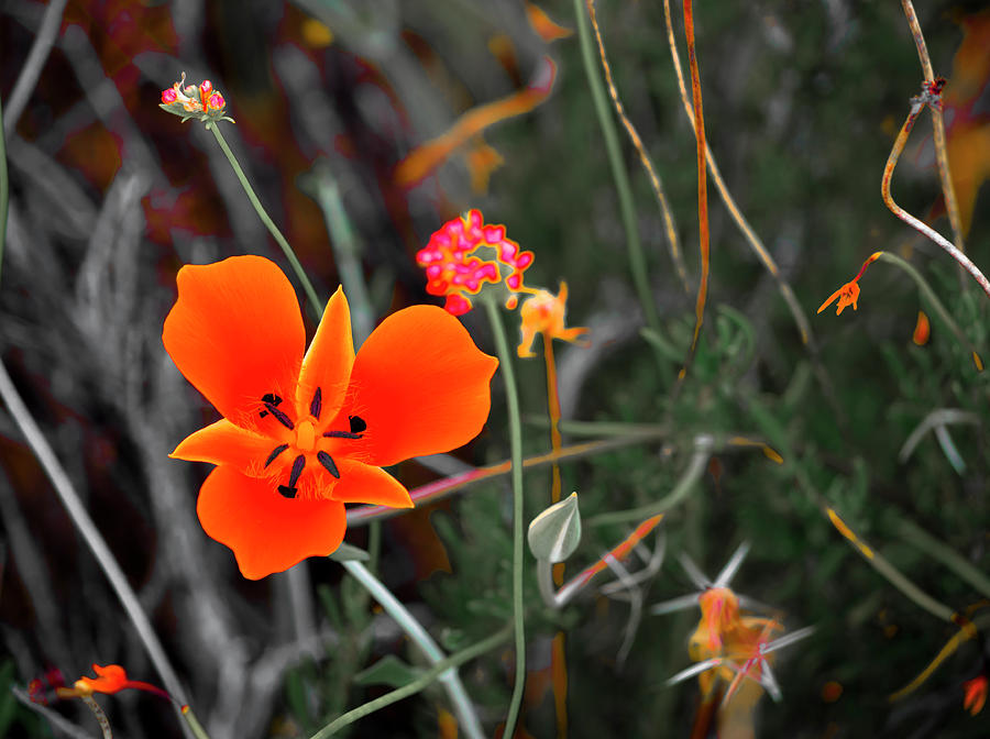 Desert Wildflowers Photograph by Penny Lisowski