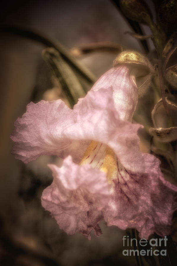 Nature Photograph - Desert Willow 1 Toned by Al Andersen