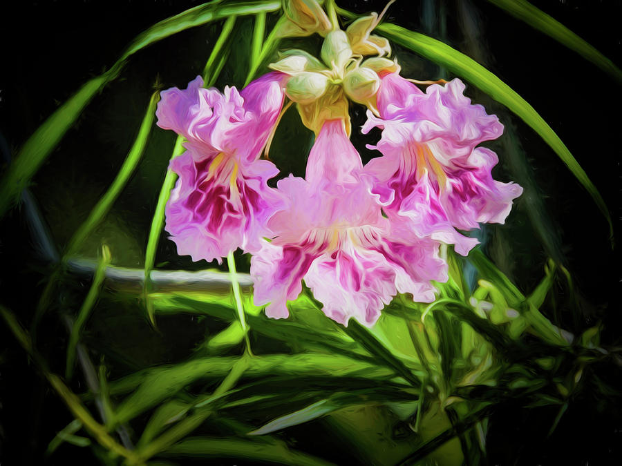 Desert Willow Photograph by Penny Lisowski
