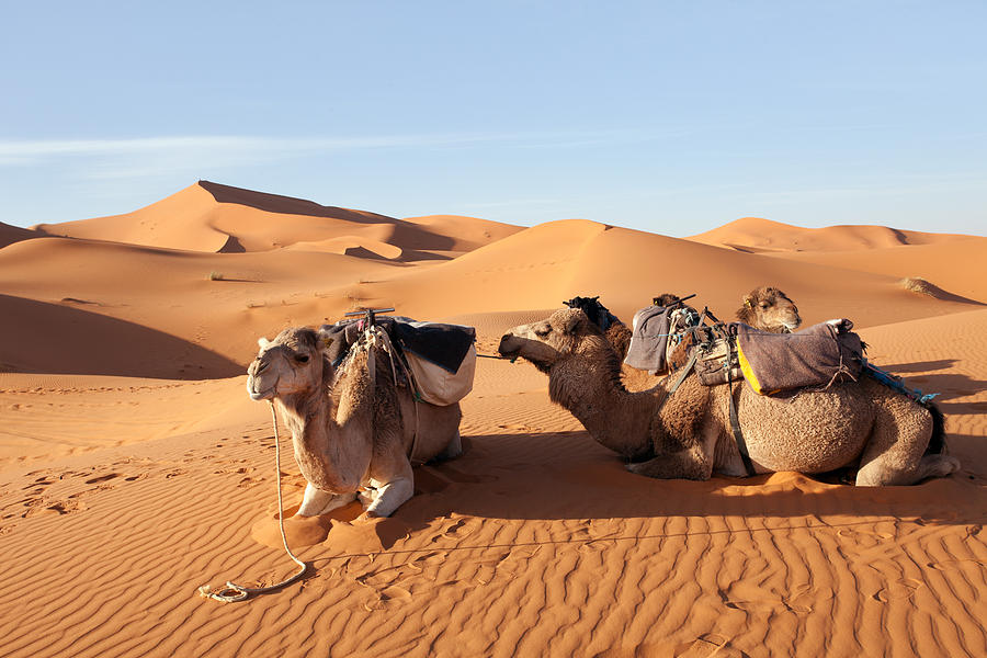 Desert with Camels Photograph by Aivar Mikko