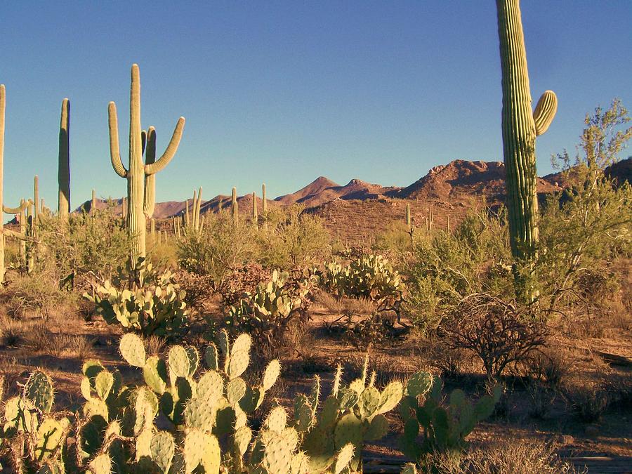 Desert Wonderland Photograph by Kathleen Heese - Fine Art America