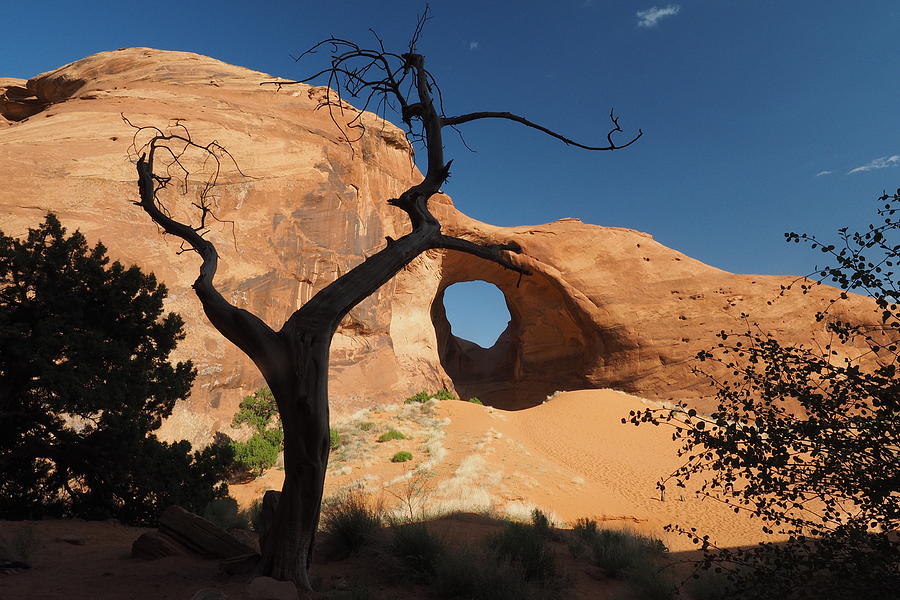 Desert Wonders Photograph by James Bryant - Fine Art America