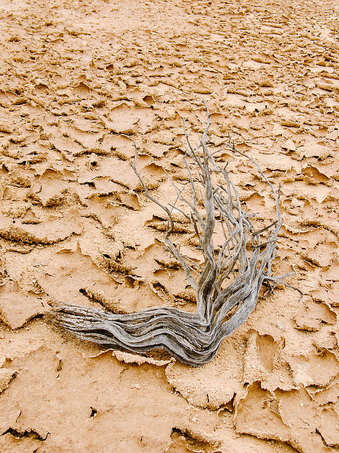 Desert Wood Photograph by Mike Evangelist