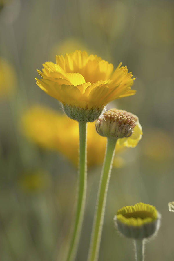 Desert Yellow Photograph by Sue Cullumber