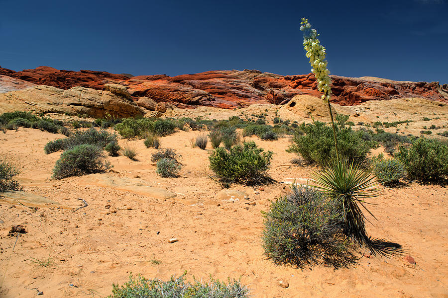 Desert Yucca In Bloom Valley Of Fire Photograph by Frank Wilson