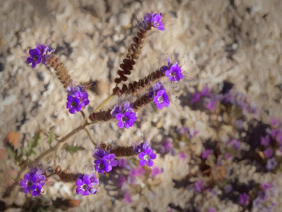 Desert Zig Zag Purple Flower Photograph