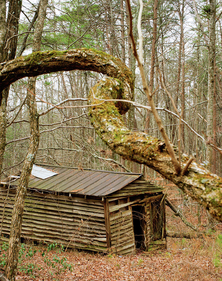 Deserted Cabin in the Woods Photograph by Douglas Barnett