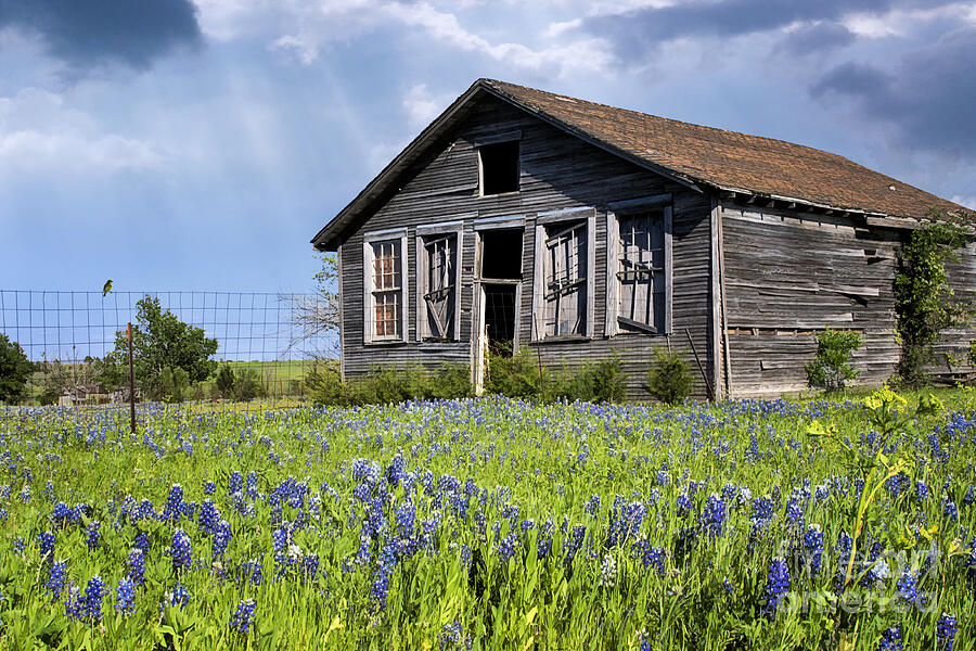 Flower Photograph - Deserted In the Bluebonnets by Priscilla Burgers