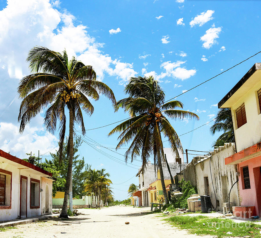 Deserted Mexican Village Road With Coconut Photograph by Susan Vineyard