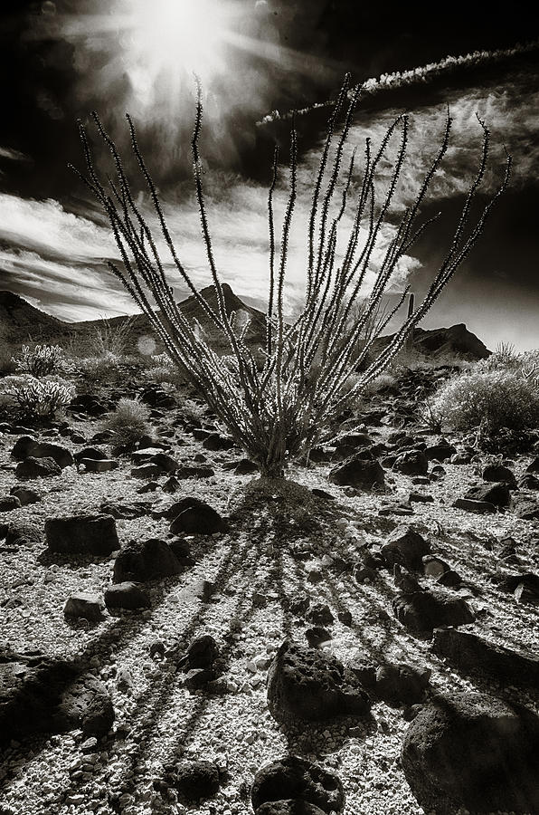 Deserted ocotillo by Rusty Childress Deserted ocotillo by Rusty Childress
