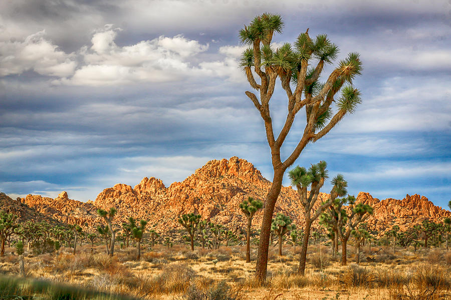 DesertScape Photograph by Lesley Greenlee - Fine Art America