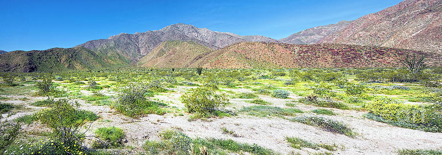 Desewrt Flowers Panorama Photograph by Baywest Imaging