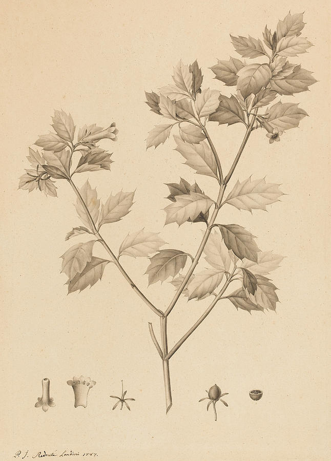 Pierre Joseph Redoute Drawing - Desfonainia Spinosa by Pierre Joseph Redoute