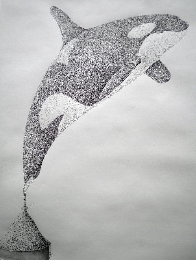 Desintigrating Orca Drawing by Mayhem Mediums