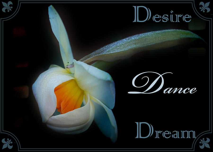 Desire Dance Dream Photograph by Karen Beasley