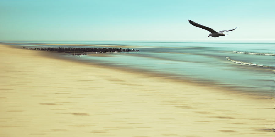 Seagull Photograph - Desire by Hannes Cmarits