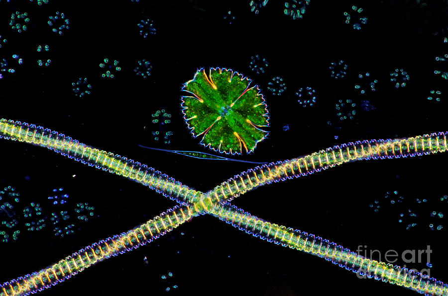 Desmids and Green Algae LM Photograph by Marek Mis