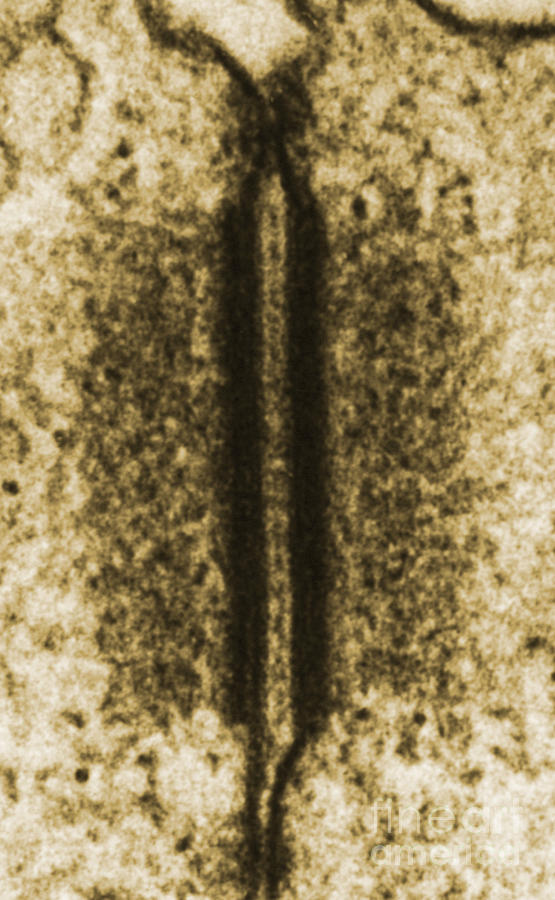 Desmosome And Puncta Adherens, Tem Photograph by Don W. Fawcett