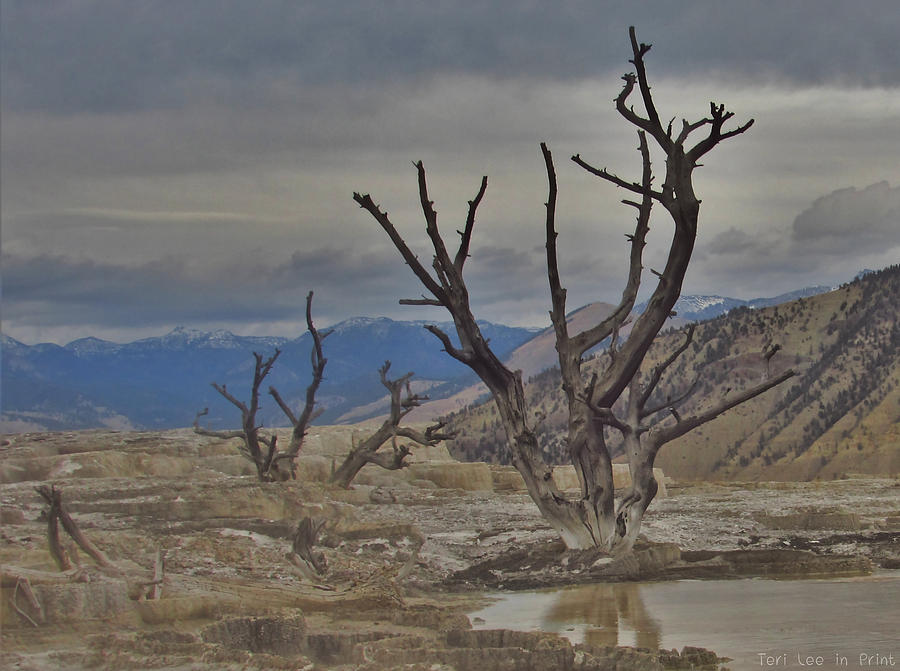 Desolate Beauty Photograph by Teri Lee - Fine Art America